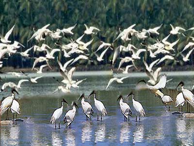 Mangalavanam Bird Sanctuary