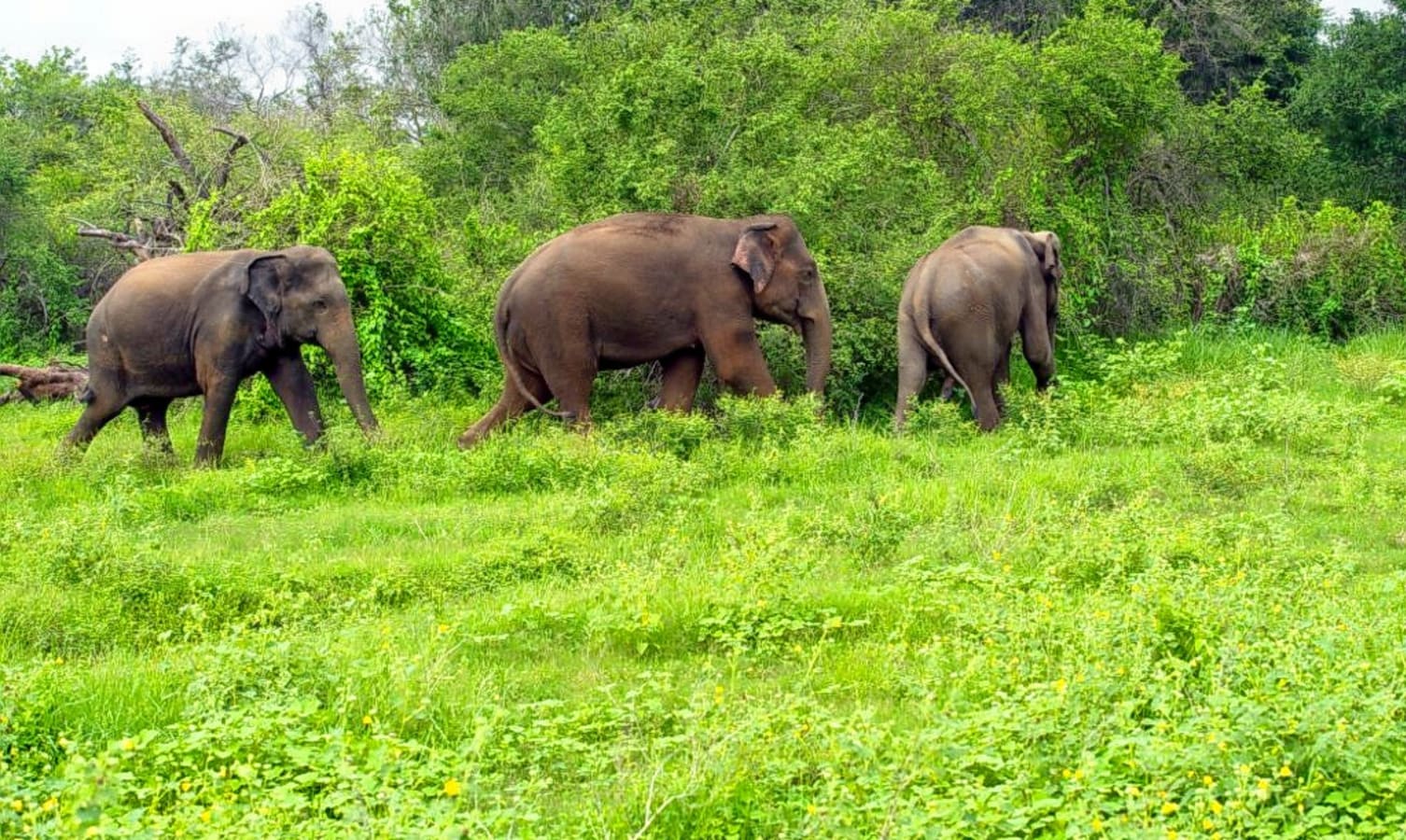 Parappa Wildlife Sanctuary