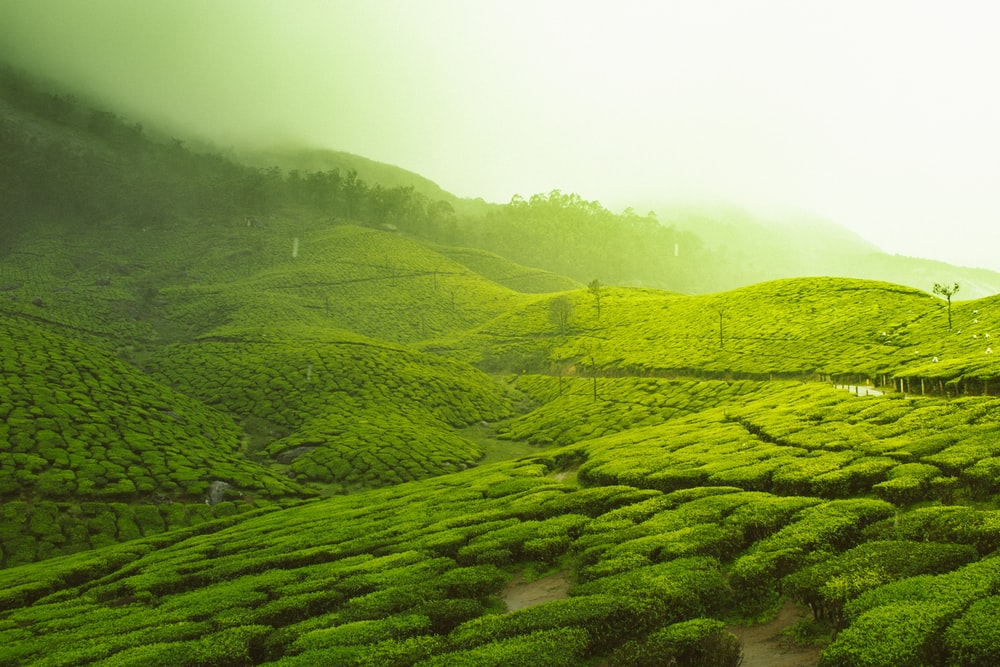 Idukki